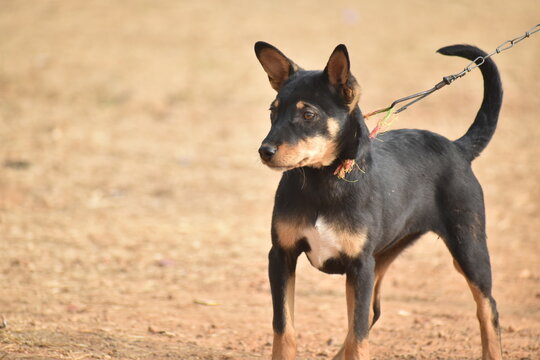 Alert and poised, this Indian Pariah dog features a striking black and tan coat with a white chest. Captured in natural light on a rustic ground, its soulful gaze reflects loyalty and intelligence