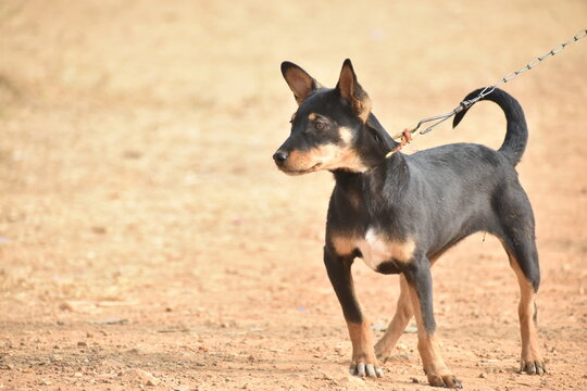 Alert and poised, this Indian Pariah dog features a striking black and tan coat with a white chest. Captured in natural light on a rustic ground, its soulful gaze reflects loyalty and intelligence