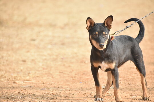 Alert and poised, this Indian Pariah dog features a striking black and tan coat with a white chest. Captured in natural light on a rustic ground, its soulful gaze reflects loyalty and intelligence