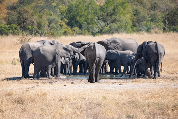 A group of elephant families go to the water's edge for a drink - African elephants standing near lake in Kruger National Park, South Africa © muratart