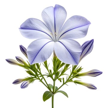 Sky Flower