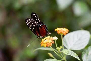 Obraz premium Butterfly perched on vibrant orange flower.
