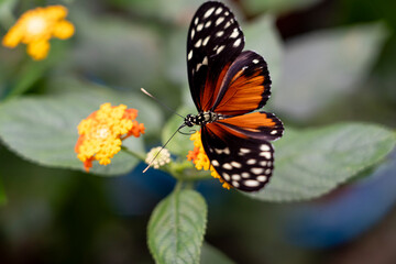 Naklejka premium A butterfly perched on vibrant flowers.