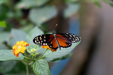 Obraz premium A butterfly perched on vibrant flowers.