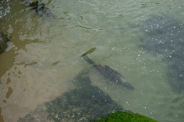 Fototapeta premium A fish swimming in shallow water near rocks.. Santander, Spain