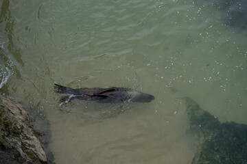A fish swimming in shallow water near rocks.. Santander, Spain