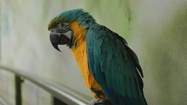 blue and yellow macaw ara