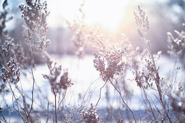 Winter atmospheric landscape with frost-covered dry plants during snowfall. Winter Christmas background