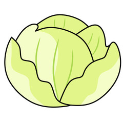 Cabbage Illustration