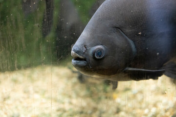 A fish swimming behind a glass aquarium wall.