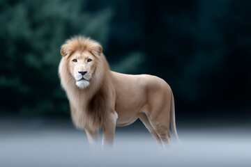 Lion emerges confidently from shadowy background, strength radiating