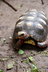 Fototapeta premium Cute small baby Red-foot Tortoise in the nature,The red-footed tortoise (Chelonoidis carbonarius) is a species of tortoise from northern South America