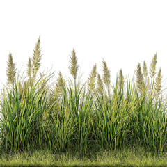 Fresh green grass patch isolated on white background