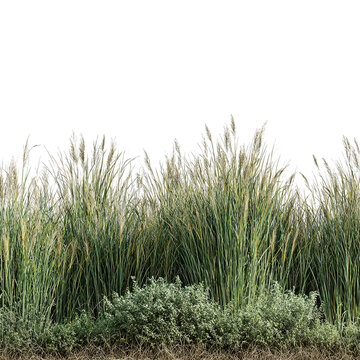 Fresh green grass patch isolated on white background