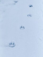Four animal tracks in the snow
