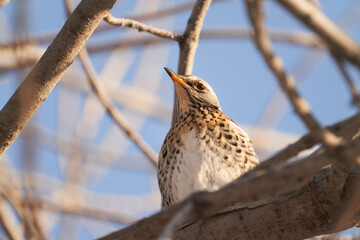 Fototapeta premium A fieldfare (Turdus pilaris). Bird perched on a tree branch. Close-up . Wildlife.