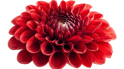 A red dahlia flower, isolated on white.