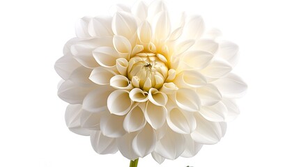 Close-up of a white dahlia with beautifully overlapping petals, against a white background.
