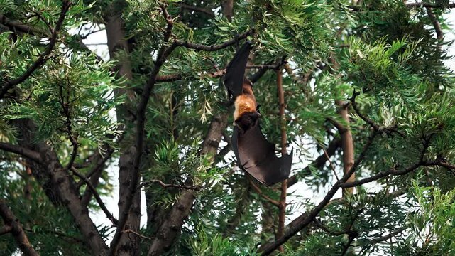 Indian Flying Fox (Pteropus medius) roosting on tree branches. Large fruit bat resting in a natural habitat, showcasing wings, fur texture, and wildlife behavior in South Asia.