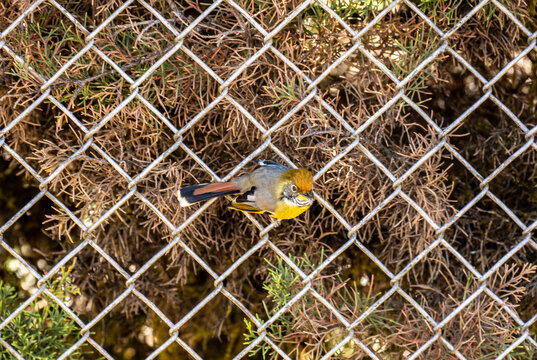 A close-up of a chestnut-tailed minla in the wild on a sunny day in Thailand