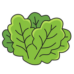 Spinach illustration