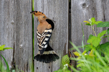 Wiedehopf (Upupa epops) © Rolf Müller