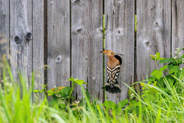 Wiedehopf (Upupa epops) © Rolf Müller