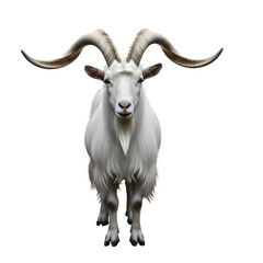 Majestic White Goat with Impressive Curved Horns Standing Proudly Isolated animal farm animal