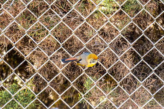 A close-up of a chestnut-tailed minla in the wild on a sunny day in Thailand