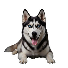 Siberian Husky Dog with Blue Eyes and Pink Tongue Lying Down on Transparent Background puppy