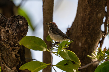 Fototapeta premium A close-up of a red-capped flowerpecker in its natural habitat on a sunny day in Thailand