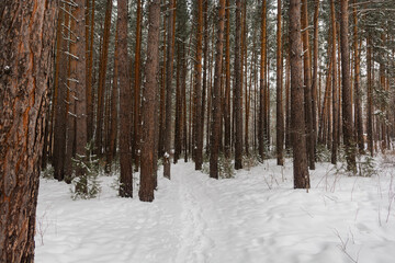 A narrow snow-covered path in a dense pine forest in winter