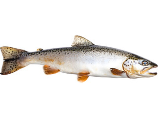 Raw whole fish isolated on transparent background. Fresh seafood product photo for food design, menu visuals and culinary concepts.