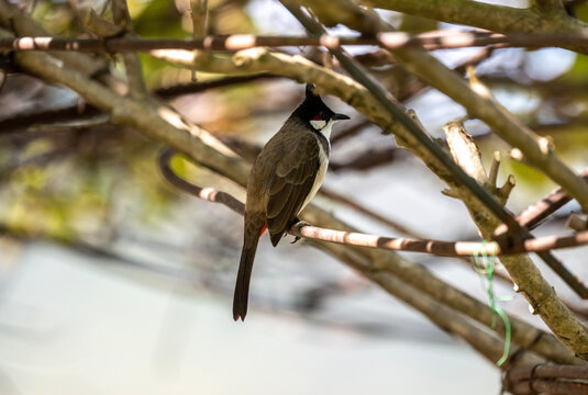 A close-up of a red-cheeked bulbul in the wild on a sunny day in Thailand