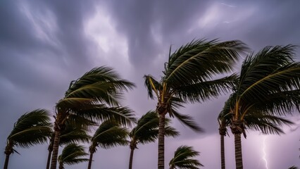 Obraz premium Palm trees swaying in strong winds under a stormy sky with lightning strikes in the night