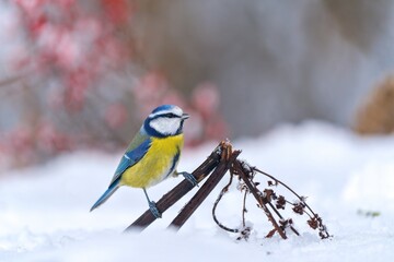 A blue tit sits on a dry grass stalk. Winter scene with a cute blue tit. Cyanistes caeruleus