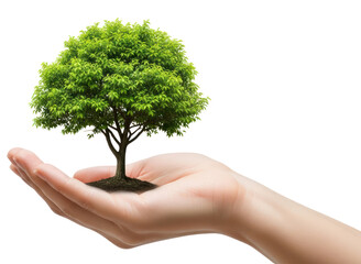 A hand gently cradling a small tree with green leaves, cutout transparent png