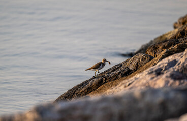 A close-up of a common sandpiper in its natural habitat on a sunny day in Thailand
