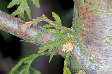 Fototapeta premium Evidence of bark beetle infestation on the bark of a garden thuja tree. Wood chips pushed out of the parent sidewalk by the female. Bark beetle, Phloeosinus aubei.