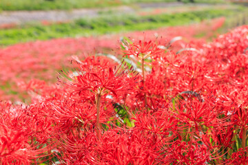 彼岸花咲く里の秋景色　愛知県半田市