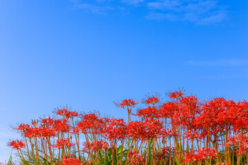 彼岸花咲く里の秋景色　愛知県半田市