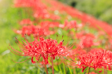 彼岸花咲く里の秋景色　愛知県半田市