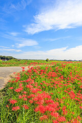 彼岸花咲く里の秋景色　愛知県半田市