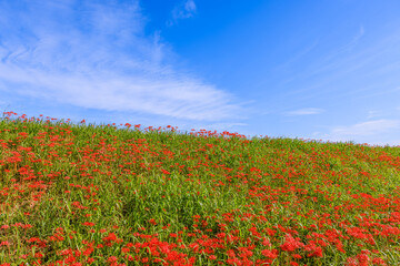 彼岸花咲く里の秋景色　愛知県半田市