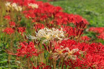 彼岸花咲く里の秋景色　愛知県半田市