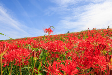 彼岸花咲く里の秋景色　愛知県半田市