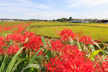 彼岸花咲く里の秋景色　愛知県半田市