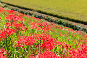 彼岸花咲く里の秋景色　愛知県半田市