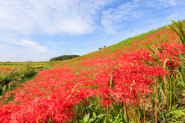 彼岸花咲く里の秋景色　愛知県半田市