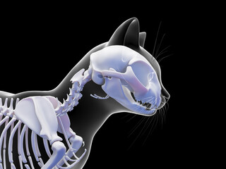 A Detailed 3D Depiction Of The Skeletal System Of A Cat © Sebastian Kaulitzki